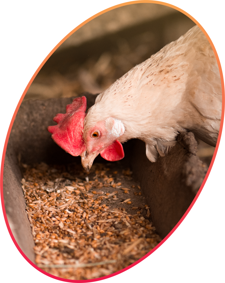 Photo inspiration: Visual Reference: Poultry